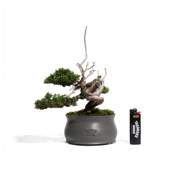 真柏 -半懸崖- (推定樹齢20年) 詳細画像